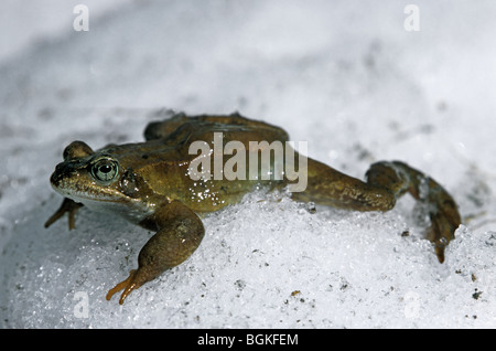 Grasfrosch (Rana Temporaria) im Schnee, Schweden Stockfoto