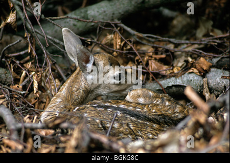 Damwild Reh (Dama Dama) versteckt unter den Blättern im Wald, Deutschland Stockfoto