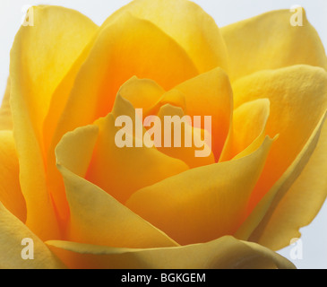 Gelbe Rose Nahaufnahme weißer Hintergrund Stockfoto