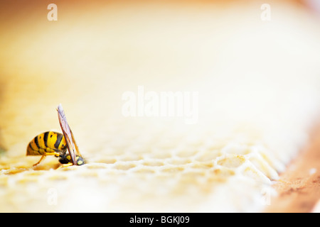 Wespe überfallen Waben in einem Bienenstock Stockfoto