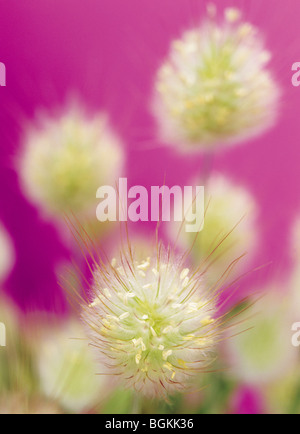 Hares Tail (Lagurus Ovatus) Stockfoto