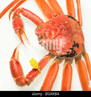 Seespinne Stockfoto