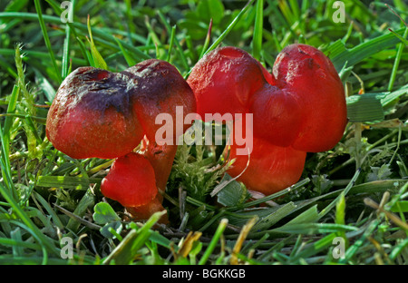 Scharlachrote Haube / scarlet Waxcap / gerechten rote wachsartige Kappe (Hygrocybe Coccinea) im Grünland Stockfoto