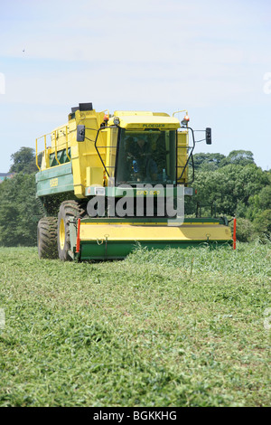 Erbsen In Lincolnshire Wolds Vining Stockfoto