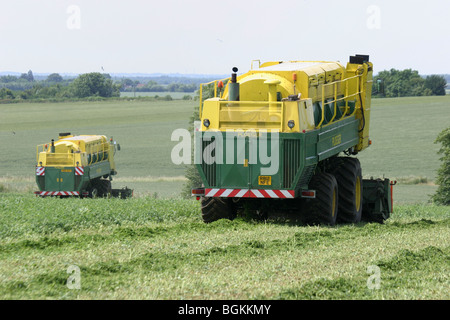 Erbsen In Lincolnshire Wolds Vining Stockfoto