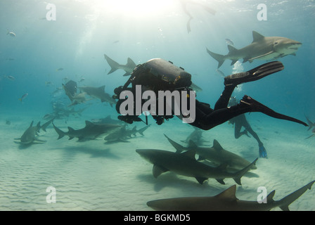 Eine Rebreather Taucher filmt eine Schule der Zitrone-Haifische (Negaprion Brevirostris), wie sie Raserei. Stockfoto