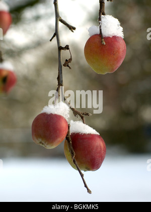 Die Reifen Äpfel an einem Baum mit Schnee bedeckt. Stockfoto