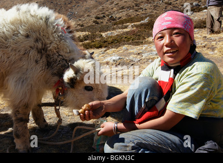 Weibliche Yak Herder mit Baby Yak Everest Region Himalaya Nepal Asien Stockfoto