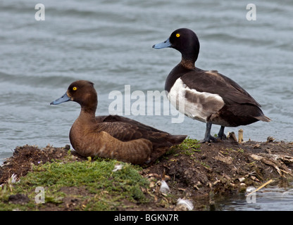 Männliche und weibliche Tufted Ducks (Aythya Fuligula), UK Stockfoto