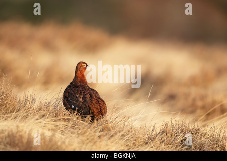 Männlich Moorschneehuhn (Lagopus Lagopus Scotticus) unter den Rasen und Heidekraut in warmes Licht Stockfoto