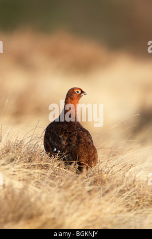 Männlich Moorschneehuhn (Lagopus Lagopus Scotticus) unter den Rasen und Heidekraut in warmes Licht Stockfoto