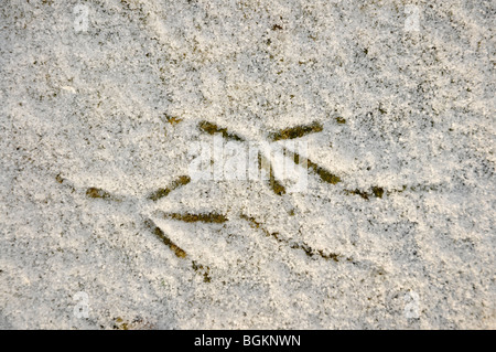 Vogel-Spuren im Schnee Stockfoto