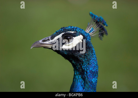 Detail von einem Pfau-Kopf Stockfoto