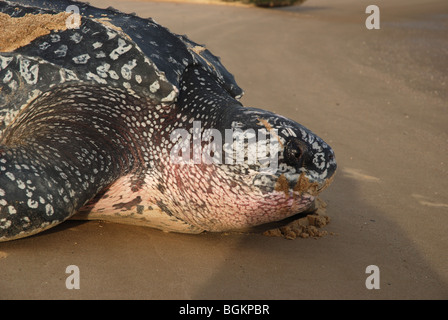 Lederschildkröte nach der Eiablage immer wieder Meer Stockfoto