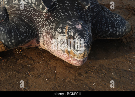 Lederschildkröte nach der Eiablage immer wieder Meer Stockfoto