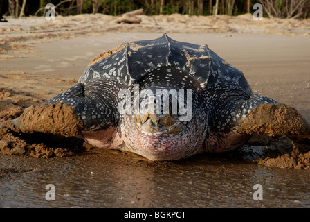 Lederschildkröte nach der Eiablage immer wieder Meer Stockfoto