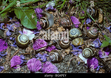 Weißlippen-Hedge-Schnecken (Bänderschnecken Hortensis: Helicidae) Fütterung auf abgefallene Blütenblätter nach Regen eine lange Dürre, UK brach Stockfoto