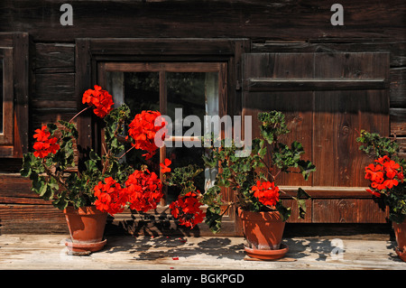 Rote Geranien (Pelargonium Graveolens) vor dem Fenster von einem alten Bauernhaus, Freilichtmuseum, Freilichtmuseum Glentleiten, Stockfoto