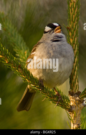 Weiß – Crowned Sparrow (Zonotrichia Leucophrys) Frühling Migranten singen in Fichte Baum Ontario Stockfoto