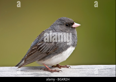 Dunkel-gemustertes Junco (Junco Hyemalis) Loafing auf Holz-Deck Geländer Stockfoto