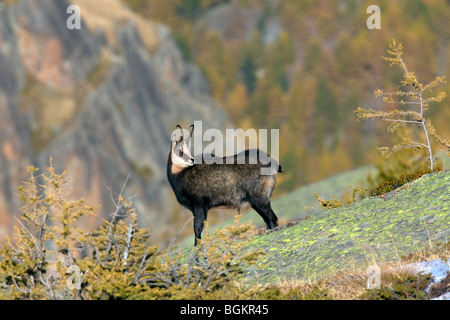 Gämse (Rupicapra Rupicapra) auf Felsgrat in den Alpen im Herbst Stockfoto