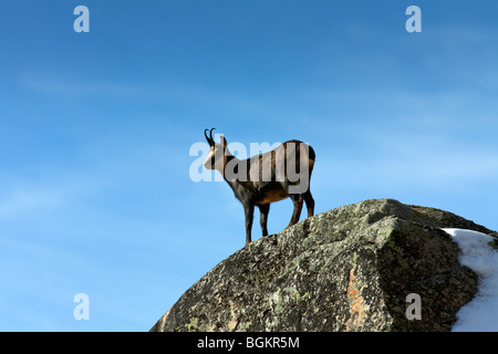 Gämse (Rupicapra Rupicapra) auf Bergrücken in den italienischen Alpen Stockfoto