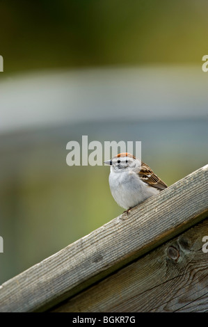 Chipping Sparrow (Spizella Passerina) thront Deck Geländer Ontario Stockfoto