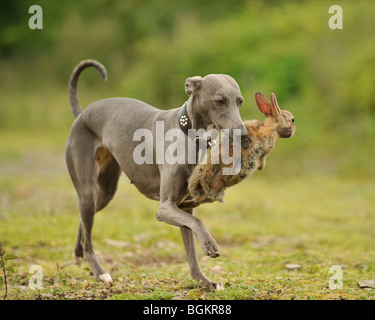 Whippet Hunde Kaninchen Stockfoto