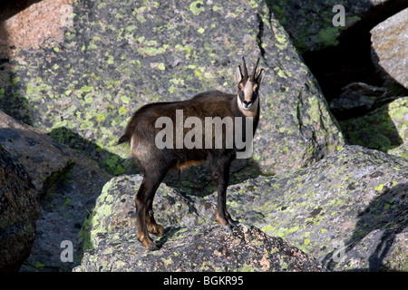 Gämse (Rupicapra Rupicapra) in Felswand in den Alpen Stockfoto