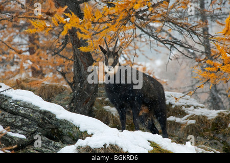 Gämse (Rupicapra Rupicapra) in Lärchenwald (Larix Decidua) im Schnee im Herbst Stockfoto