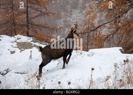 Gämse (Rupicapra Rupicapra) in Lärchenwald (Larix Decidua) im Schnee im Herbst Stockfoto