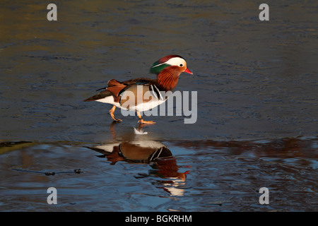 Männliche Mandarinente auf Eis Stockfoto