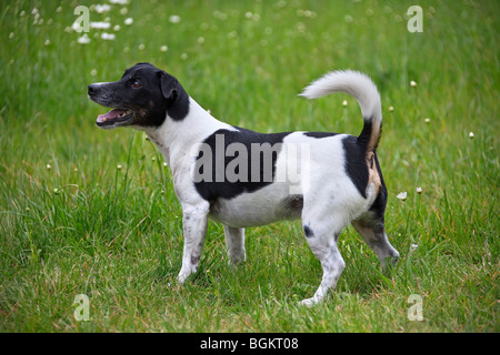 Jack Russell Terrier (Canis Lupus Familiaris) Porträt im Garten Stockfoto