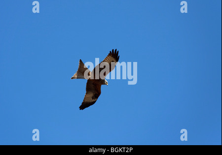 Rotmilan (Milvus Milvus) gegen blauen Himmel fliegen Stockfoto