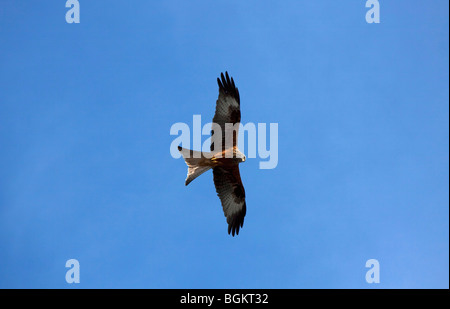 Rotmilan (Milvus Milvus) gegen blauen Himmel fliegen Stockfoto