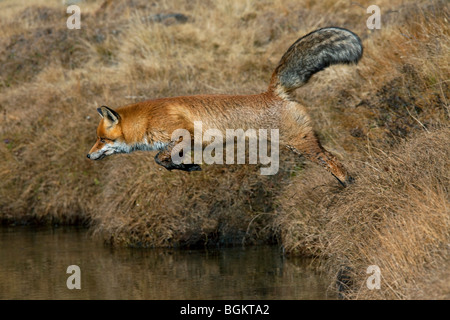 Rotfuchs (Vulpes Vulpes) springt über Fluss Stockfoto