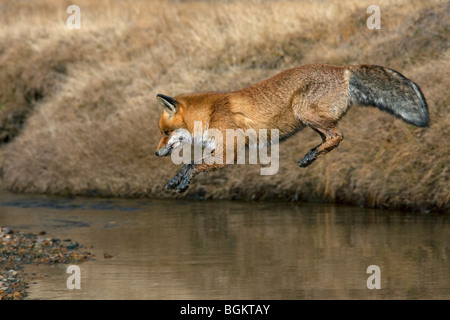 Rotfuchs (Vulpes Vulpes) springt über Fluss Stockfoto