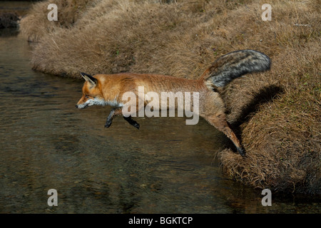 Rotfuchs (Vulpes Vulpes) über den Fluss zu springen Stockfoto