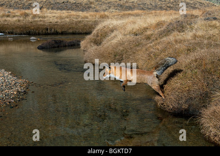 Rotfuchs (Vulpes Vulpes) über den Fluss zu springen Stockfoto