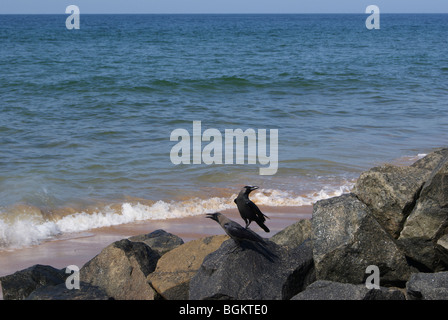 Zwei Krähen sitzen im Meer Küste Felsen in zwei verschiedene Richtungen suchen. Stockfoto