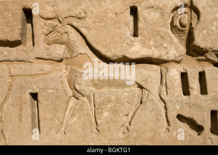 Nahaufnahme von geschnitzten Relief RAM an Wand in Medinet Habu, Leichenhalle Tempel von Ramses III, Westufer des Nil, Luxor, Ägypten Stockfoto