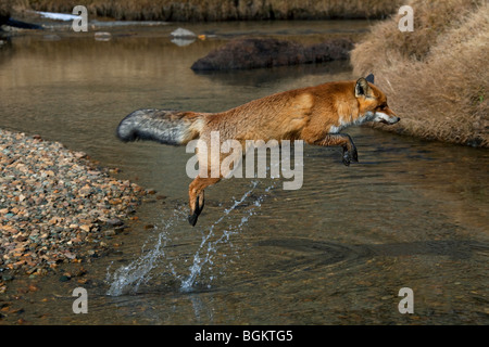 Rotfuchs (Vulpes Vulpes) über den Fluss zu springen Stockfoto