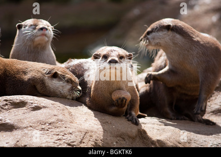 Asiatische kleine krallenbewehrten otter Stockfoto