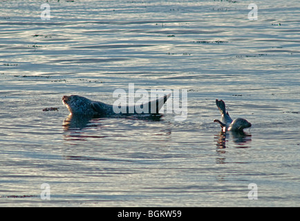 Graue Dichtung und Welpe entspannen bei Ebbe in Birsay Bay North West Mainland Orkney SCO 5877 Stockfoto