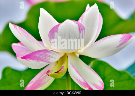 Lotusblüte. Hughes Wassergärten, Oregon Stockfoto