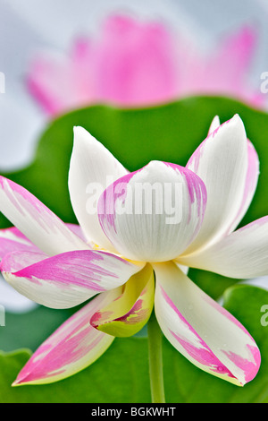 Lotusblüte. Hughes Wassergärten, Oregon Stockfoto