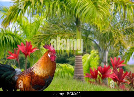 Wilde Hahn. Kauai, Hawaii Stockfoto