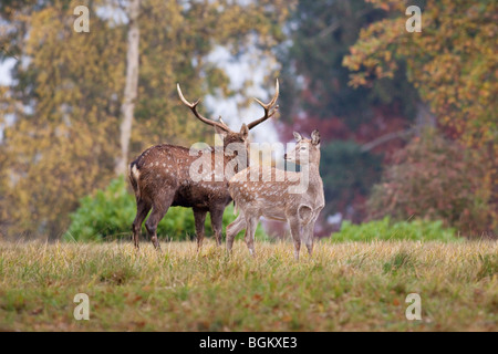 Hirsche in der englischen Landschaft Stockfoto