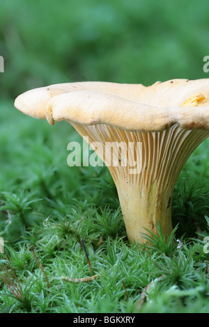 Ein goldener Pfifferling, Eierschwämmen Cibarius unter Moos wächst. Stockfoto