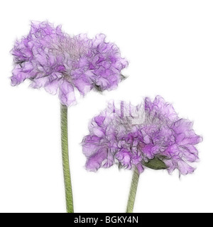 Foto: Nadelkissen Blumen Witwenblume Scabiosa lila auf weißem Hintergrund Stockfoto